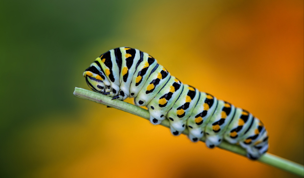 Большая зеленая гусеница на зеленой траве