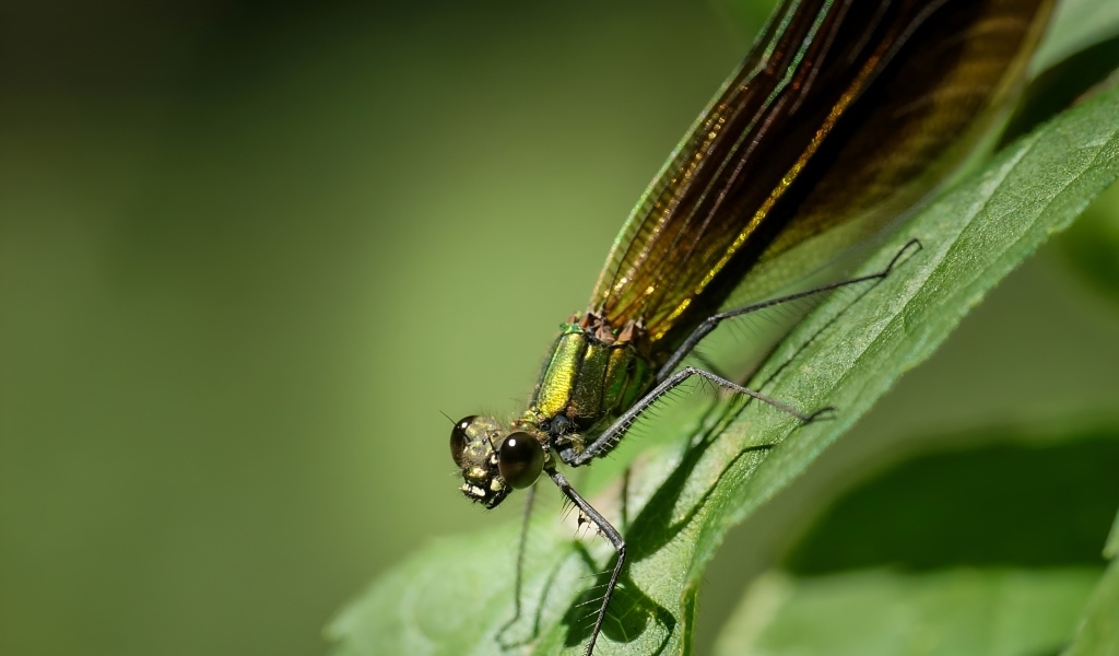 Большая зеленая стрекоза на зеленом листке