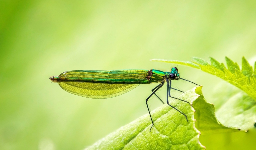 Большая зеленая стрекоза на листке