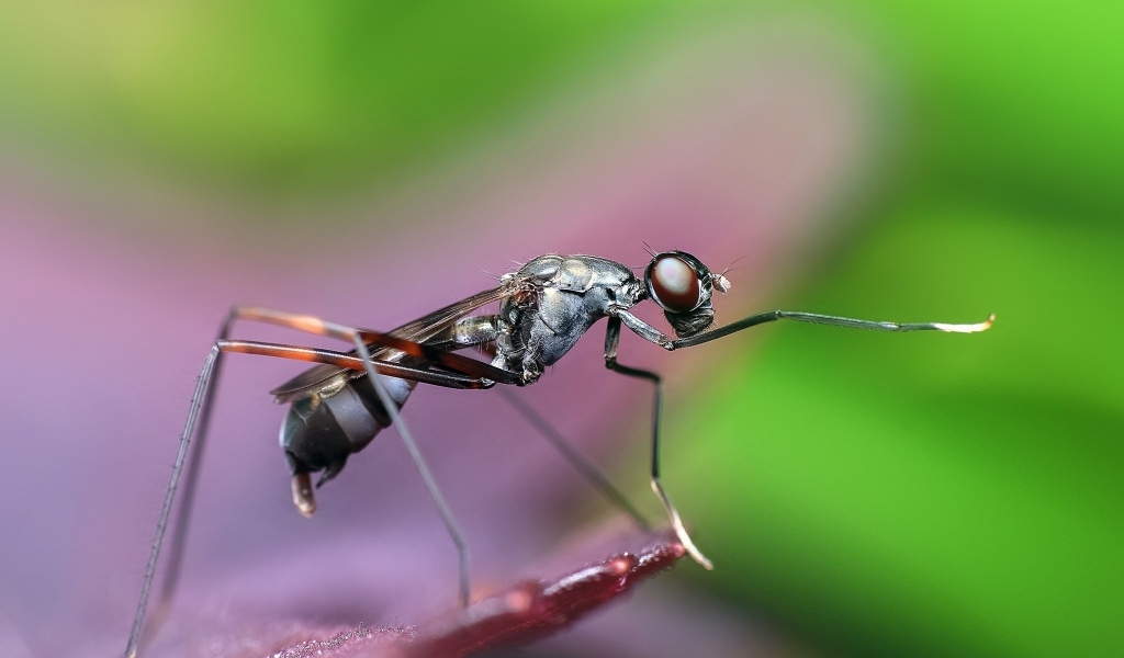 Большой комар крупным планом