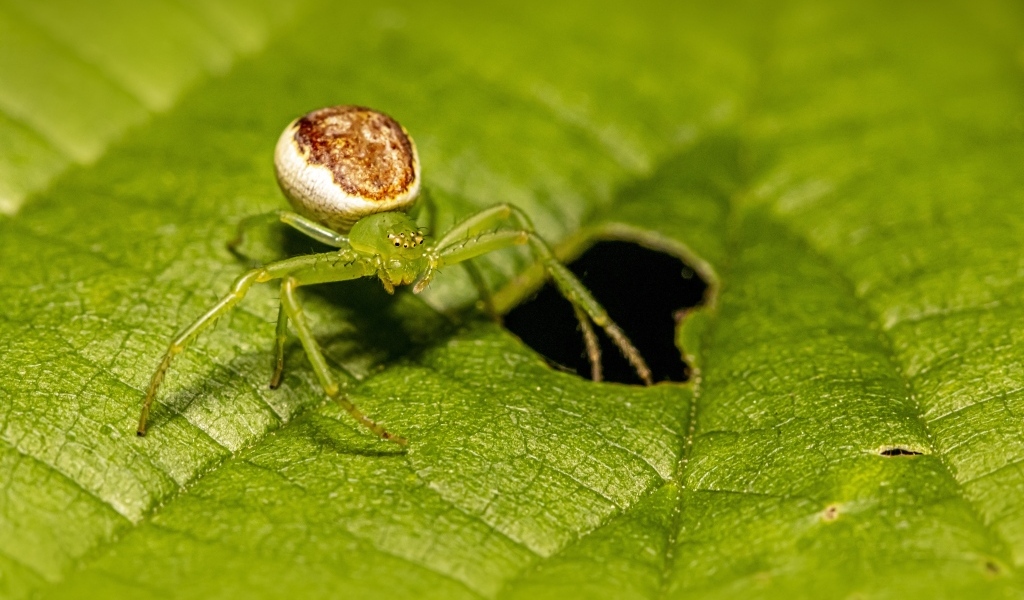 Большой паук сидит на зеленом листе