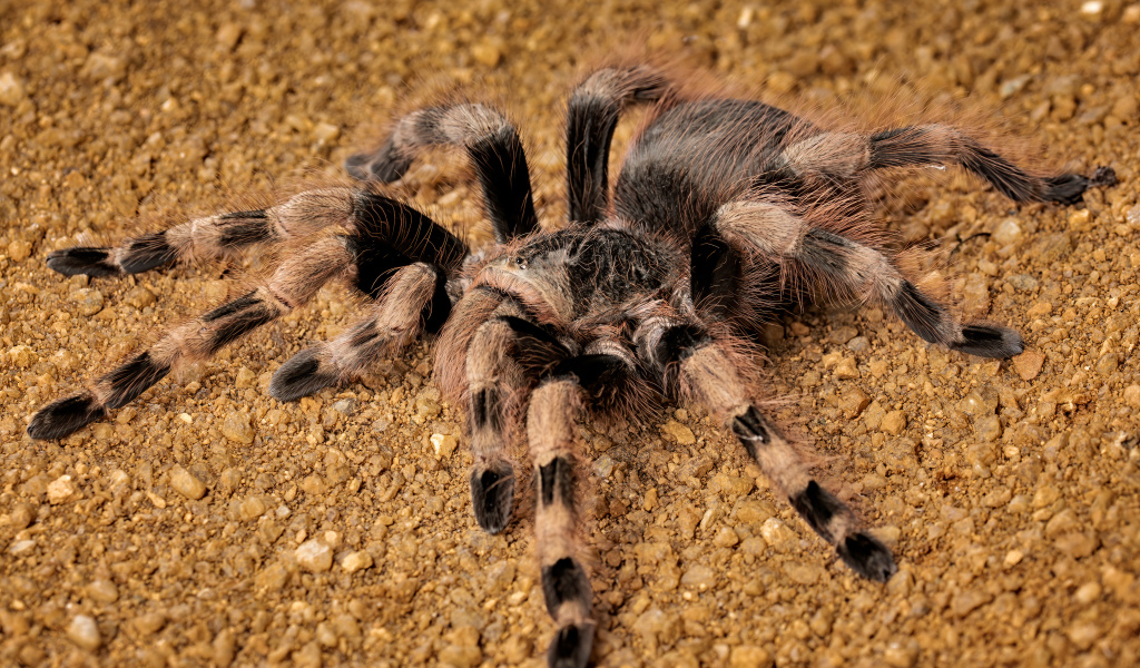 Большой тарантул на земле крупным планом