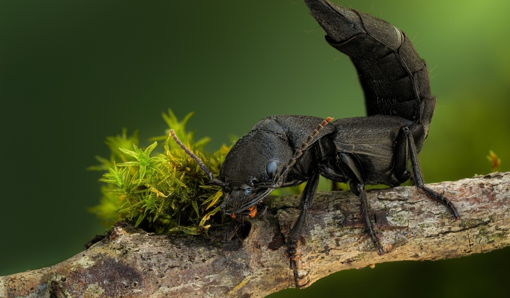 Черный дьявольский каретный жук на ветке