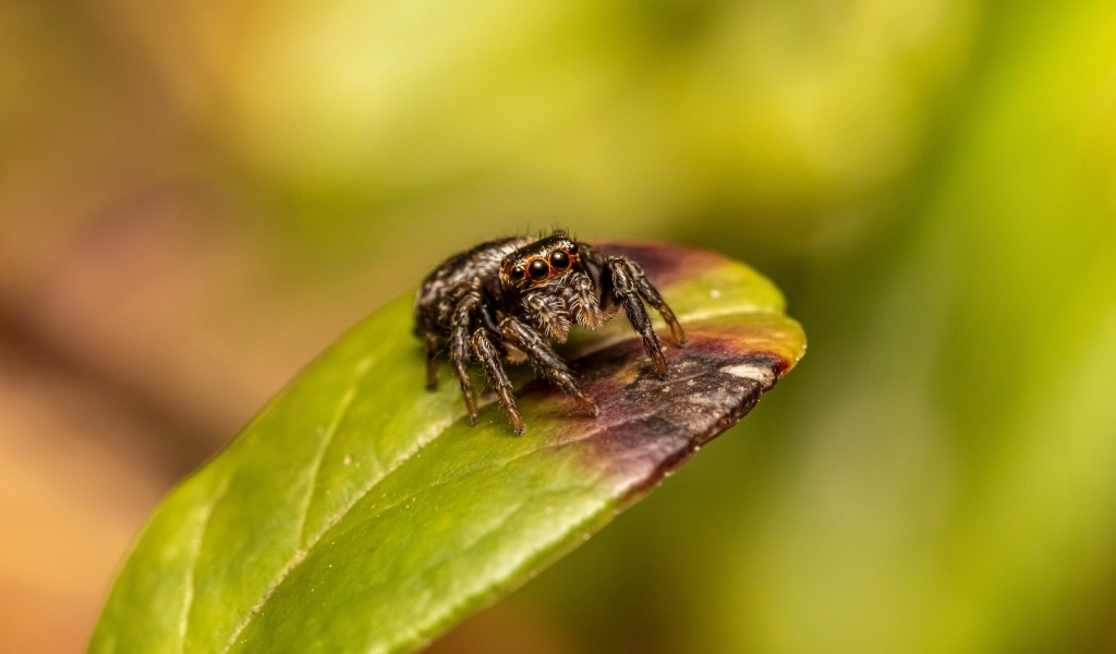 Черный глазастый паук сидит на зеленом листе