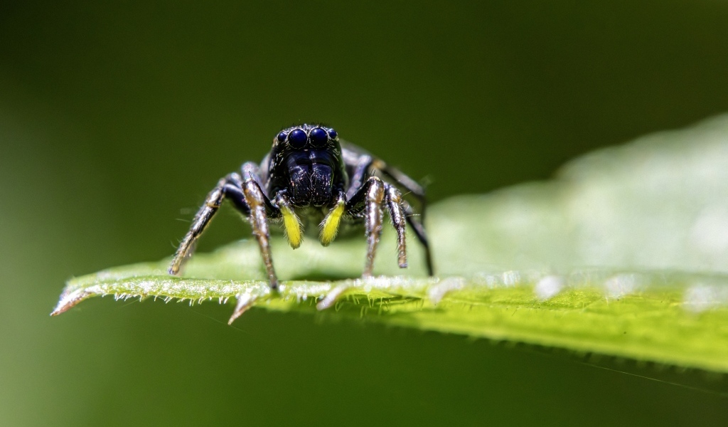 Черный паук на зеленом листе крупным планом