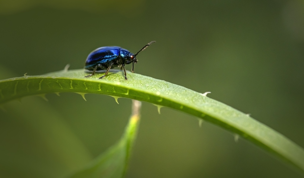 Синий жук сидит на ветке алоэ