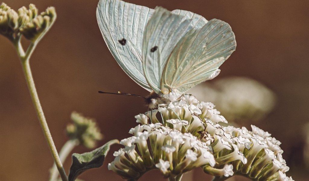 Голубая бабочка сидит на цветке