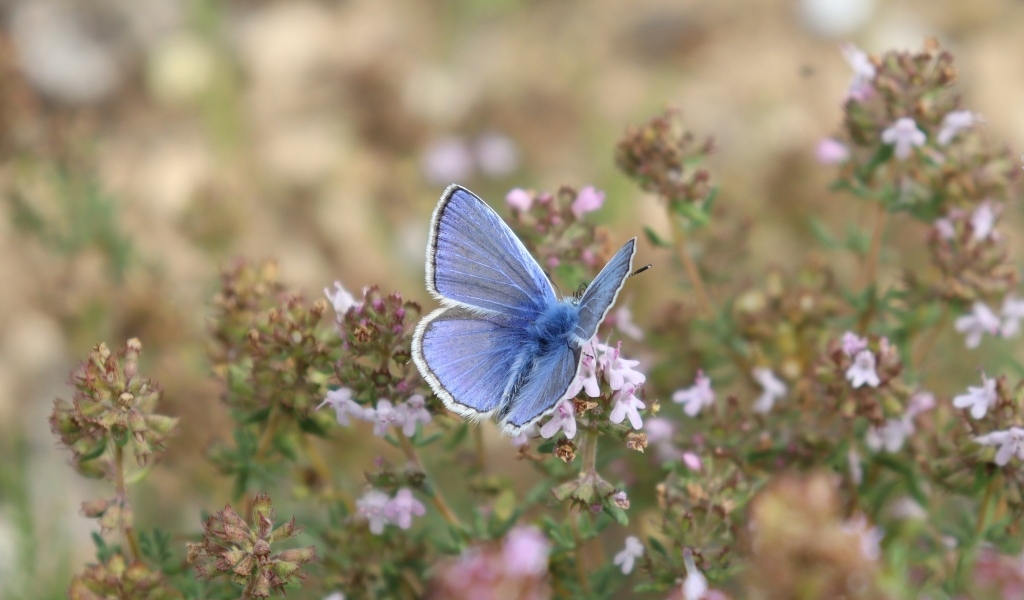 Голубая бабочка сидит на полевом цветке