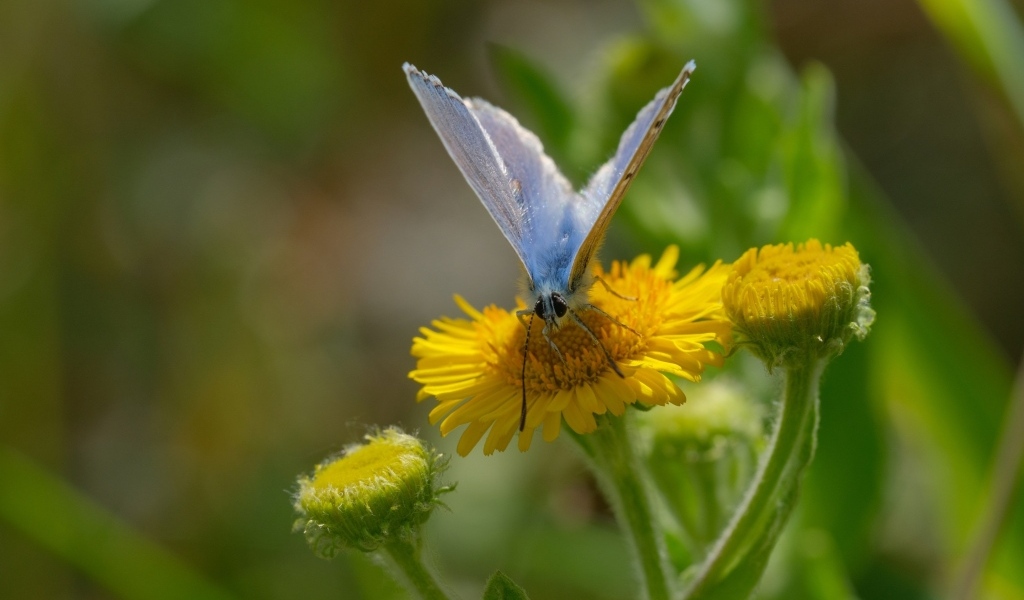 Голубая бабочка сидит на желтом цветке 