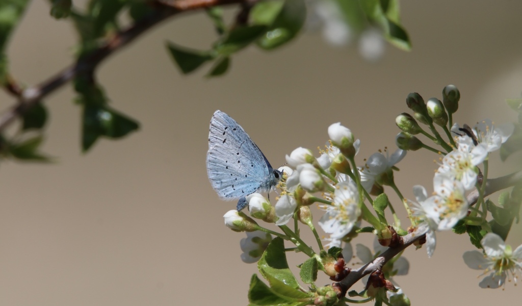 Голубая бабочка сидит на цветах вишни 