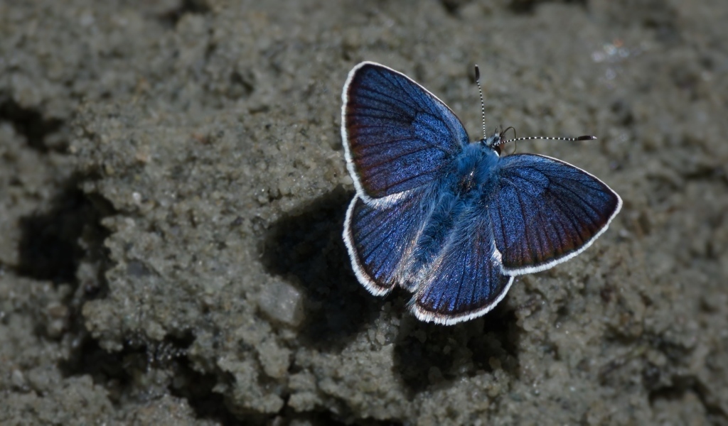 Голубая бабочка сидит на песке