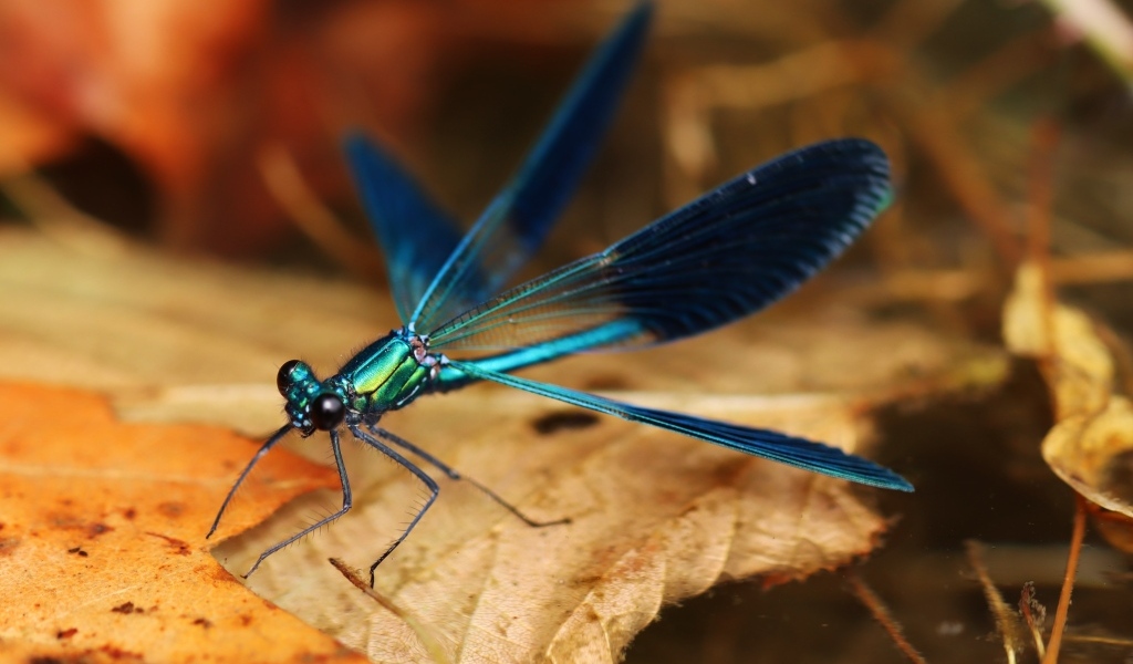 Синяя стрекоза сидит на сухом листке