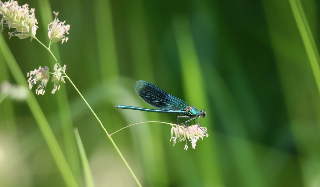 Голубая стрекоза сидит на колоске