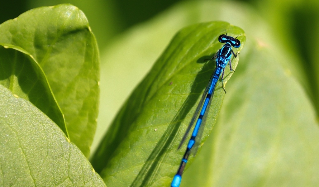 Синяя стрекоза сидит на зеленой траве
