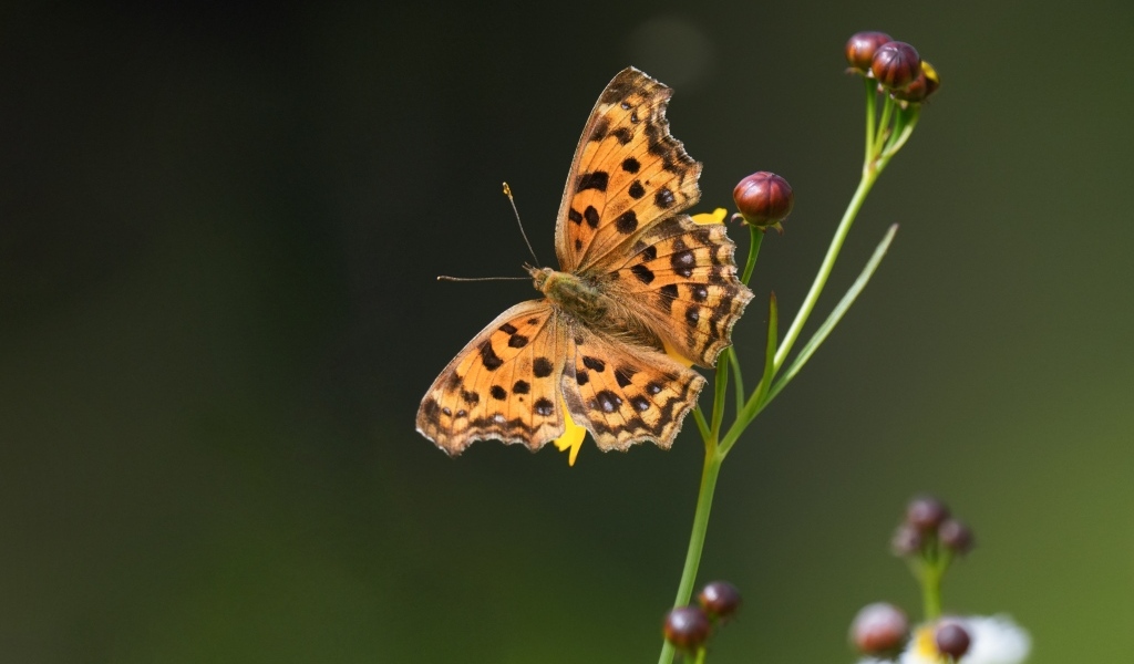 Коричневая бабочка на цветке крупным планом