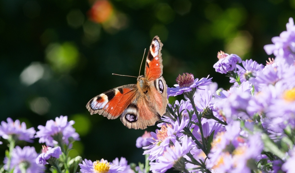 Коричневая бабочка сидит на цветах сентябринки