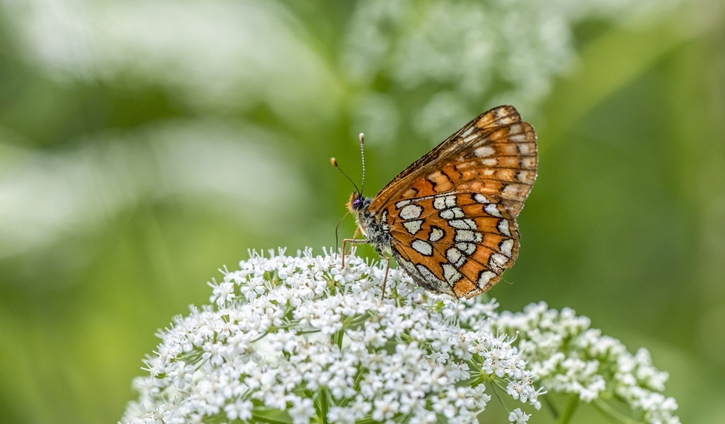 Коричневая бабочка сидит на белом цветке