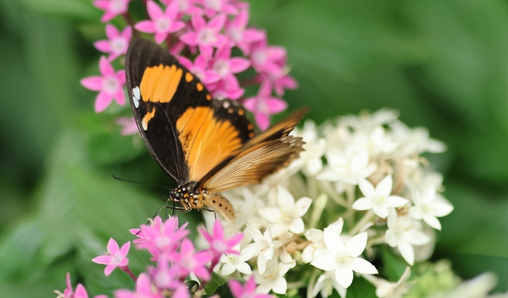 Коричневая бабочка с розовыми и белыми цветами