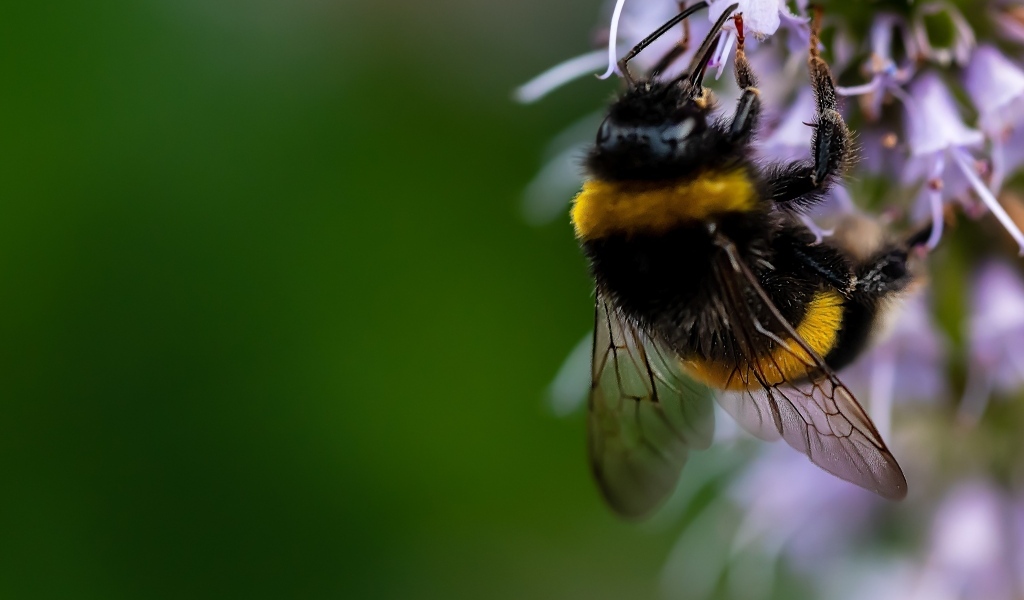 Шмель сидит на красивом цветке