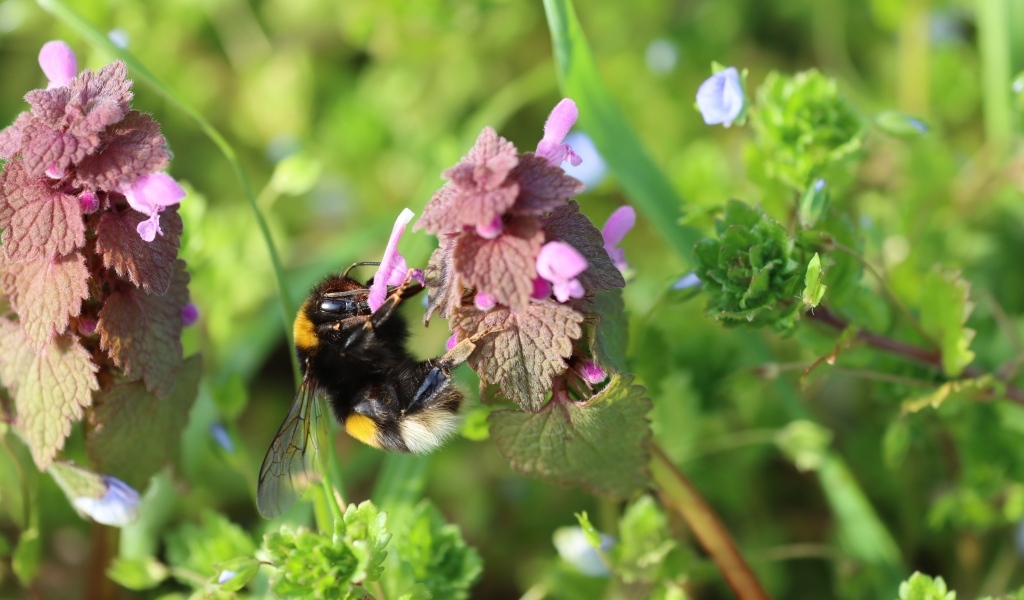 Шмель сидит на розовом цветке крапивы