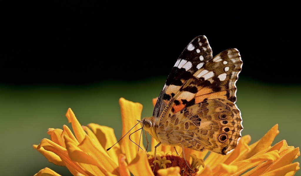 Бабочка крупным планом на цветке циннии