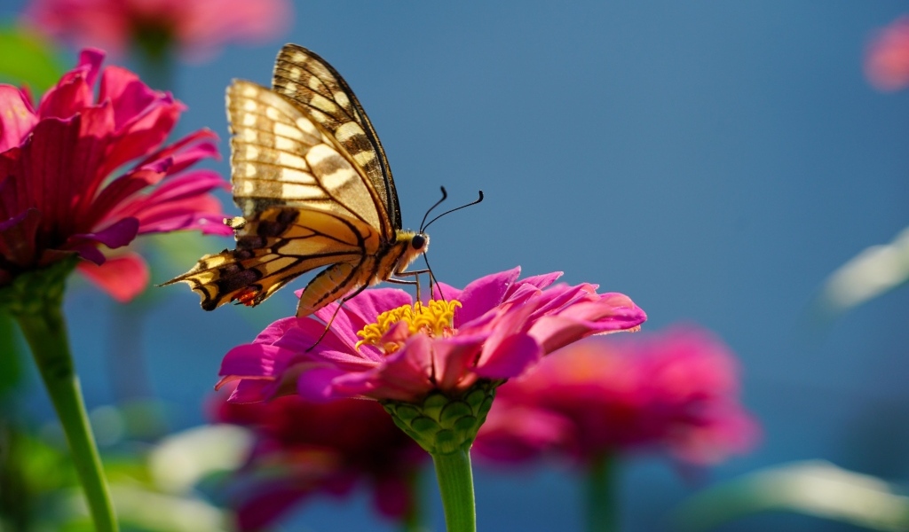 Бабочка махаон на розовом цветке циннии 