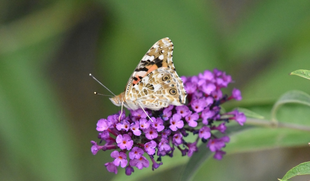 Бабочка сидит на красивом розовом цветке 