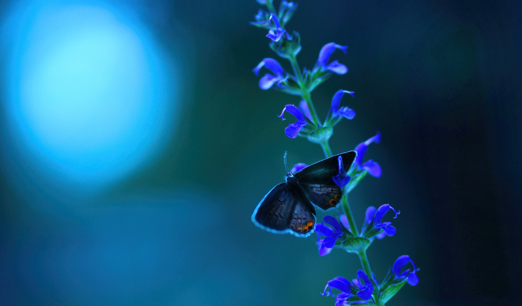 Бабочка сидит на голубом цветке