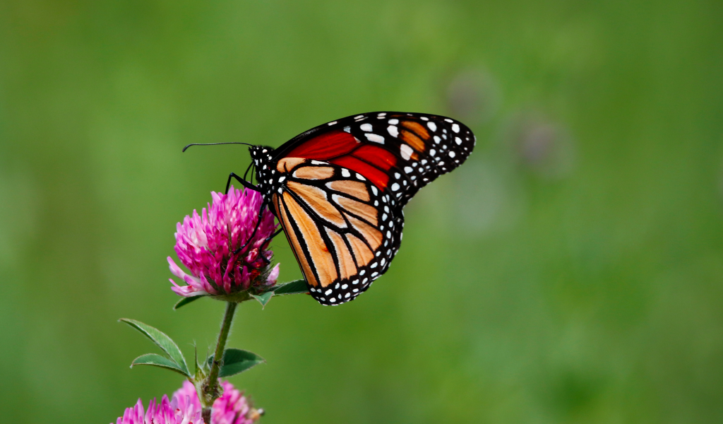 Бабочка сидит на цветке клевера