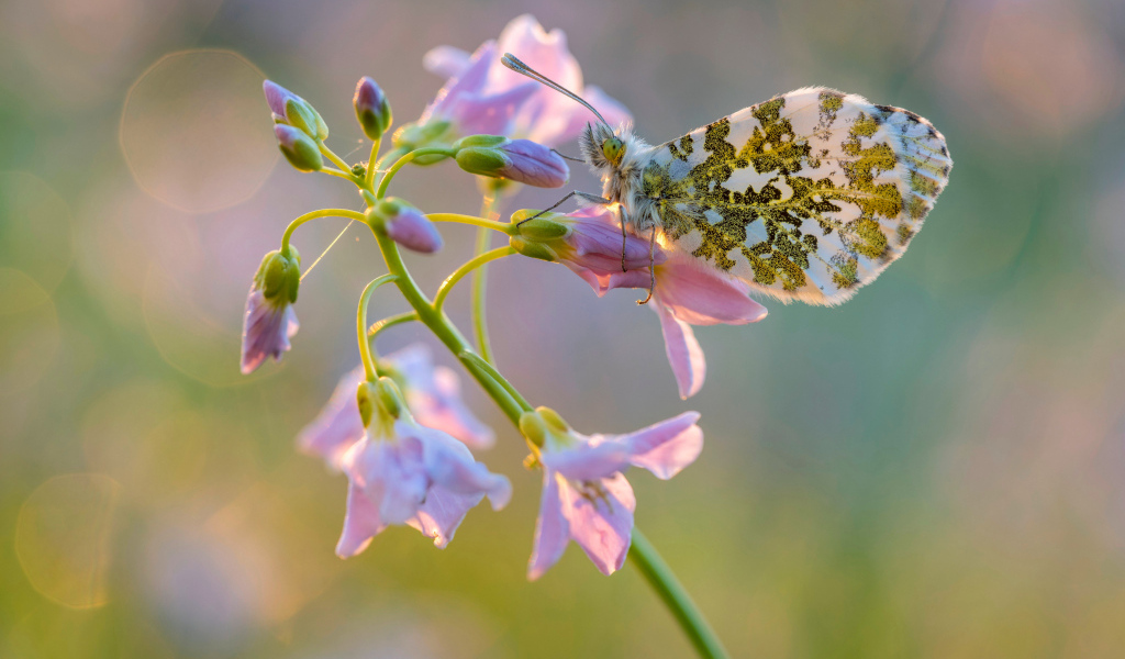 Бабочка сидит на розовом нежном цветке