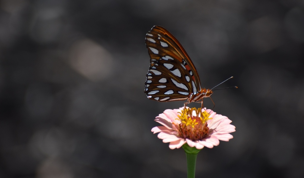 Бабочка сидит на розовом цветке циннии