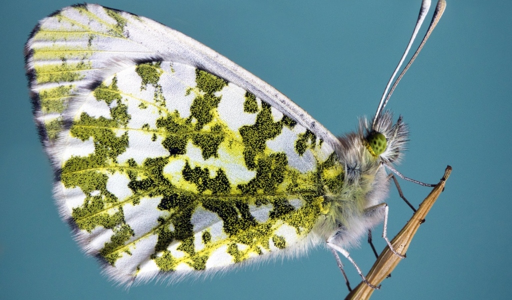 Бабочка сидит на стебле на голубом фоне