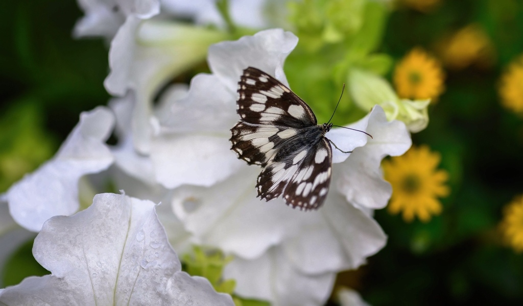 Бабочка сидит на белом цветке петунии