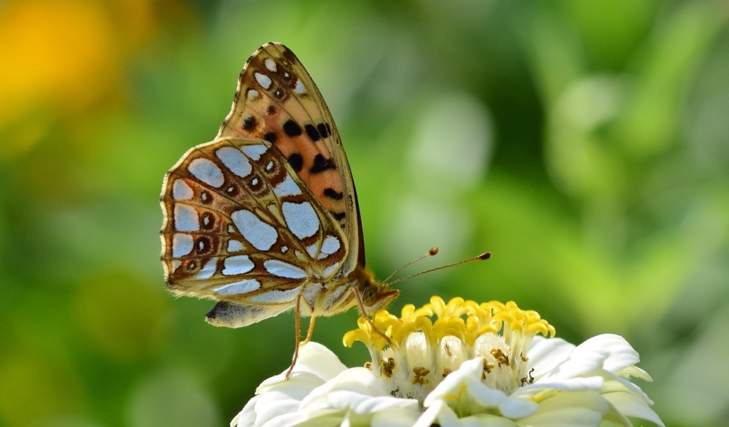 Бабочка сидит на белом цветке циннии