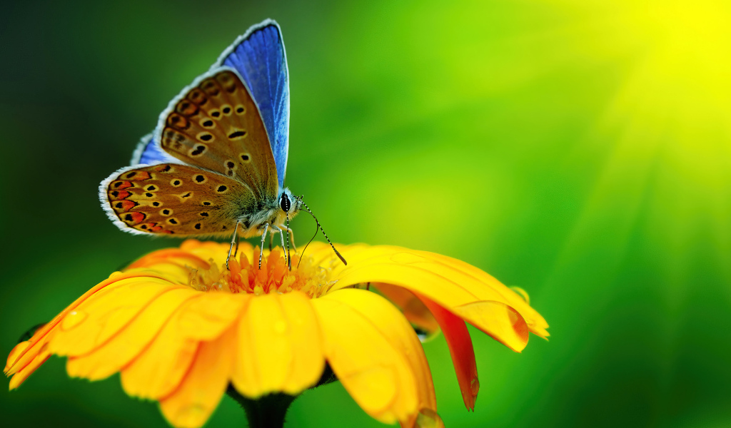 Бабочка сидит на оранжевом цветке крупным планом