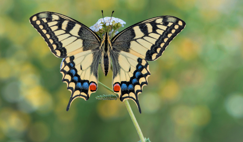 Бабочка махаон на траве