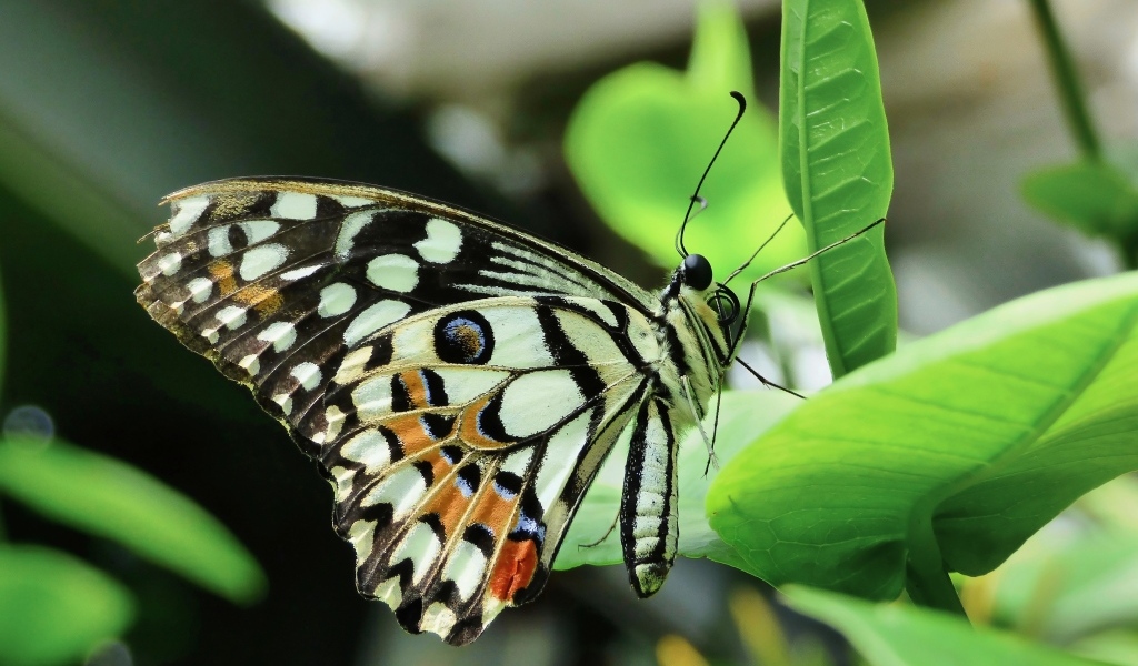 Бабочка махаон сидит на зеленом листке