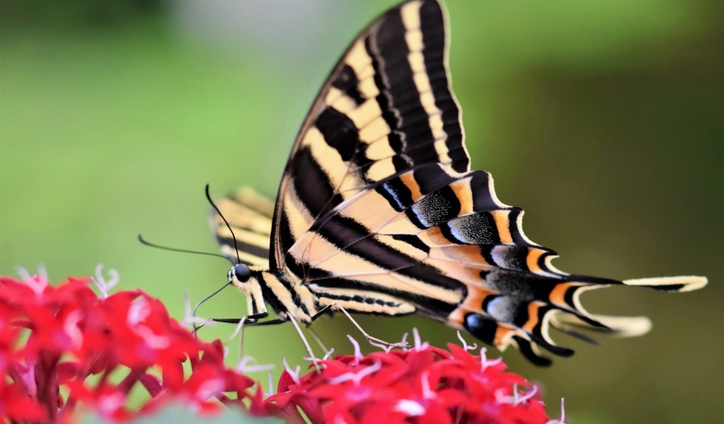 Бабочка махаон сидит на красном цветке