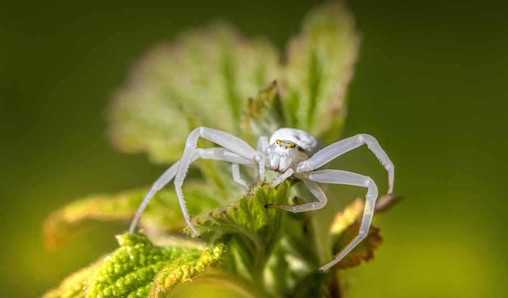 Крабовый паук золотарник на зеленом листке