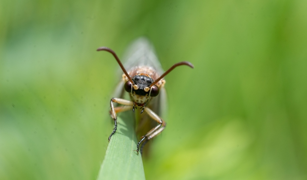 Лицо стрекозы крупным планом