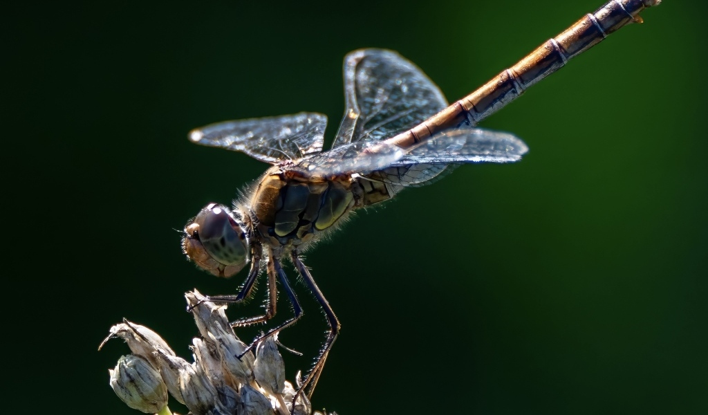 Стрекоза на сухом растении крупным планом