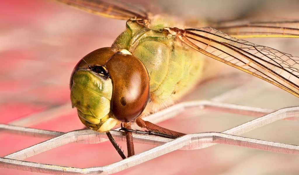 Стрекоза на железной сетке крупным планом