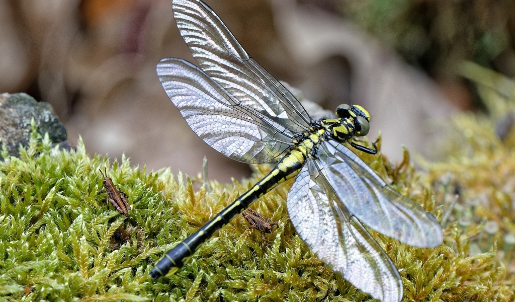 Стрекоза на покрытой мхом земле 