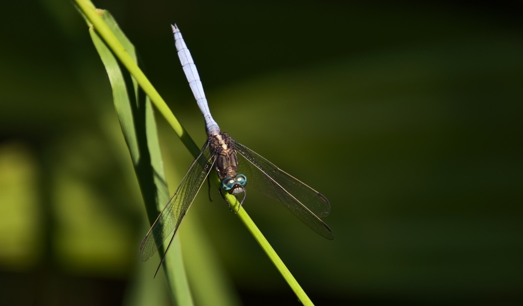 Стрекоза сидит на зеленом листке
