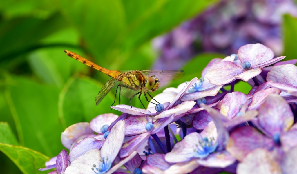 Стрекоза сидит на цветке гортензии
