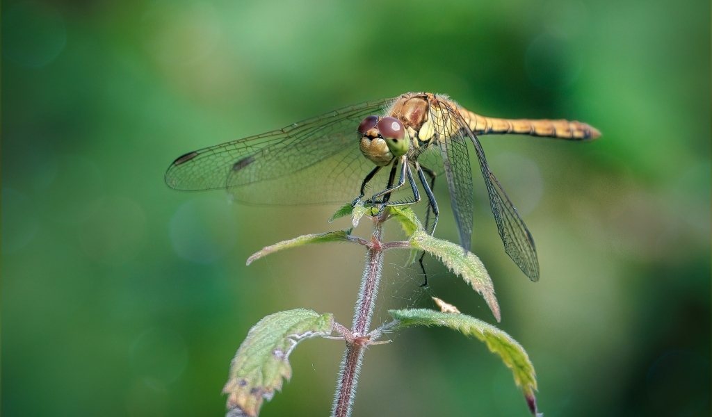 Стрекоза сидит на растении с зелеными листьями 
