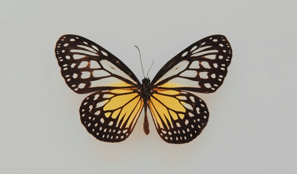Засушенная бабочка на сером фоне