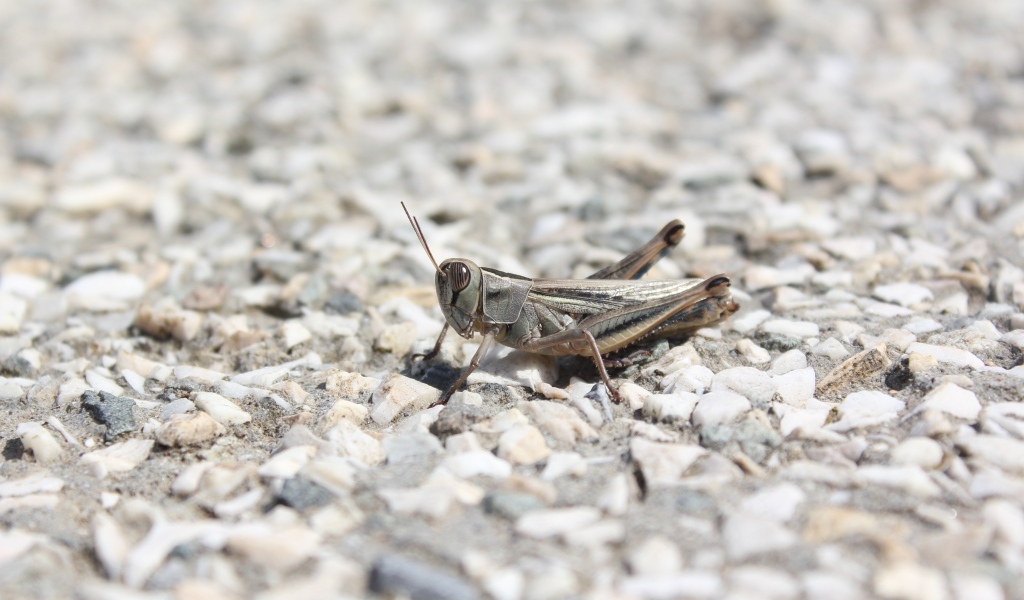 Кузнечик на дороге