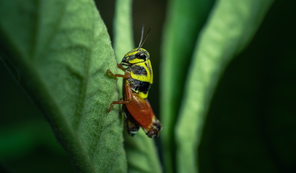 Кузнечик сидит на зеленом листе