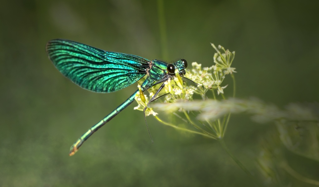 Зеленая стрекоза сидит на цветке
